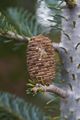 Abies koreana Blauer Pffif-1 Jodła koreańska